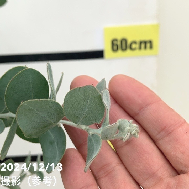 パールアカシア（アカシア・ポダリリーフォリア）6号｜花木10-TU