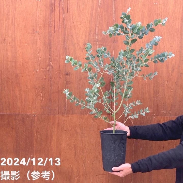 パールアカシア（アカシア・ポダリリーフォリア）8号｜s200｜花木04-PA