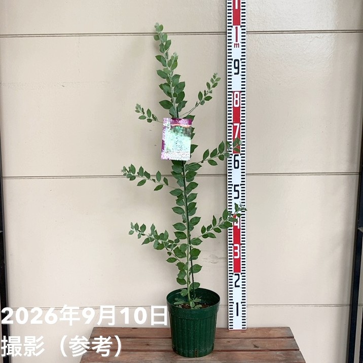 大きめ パールアカシア 鉢植え ミモザ 苗 シンボルツリー 苗木・植木