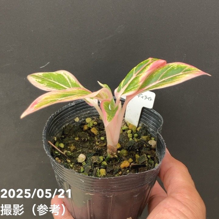 【タイ直セレクト】SSS級♡本物♡アグラオネマ　ロータスデライト　大株 た*き様 【タイ直セレクト】SSS級♡本物♡アグラオネマ ロータス