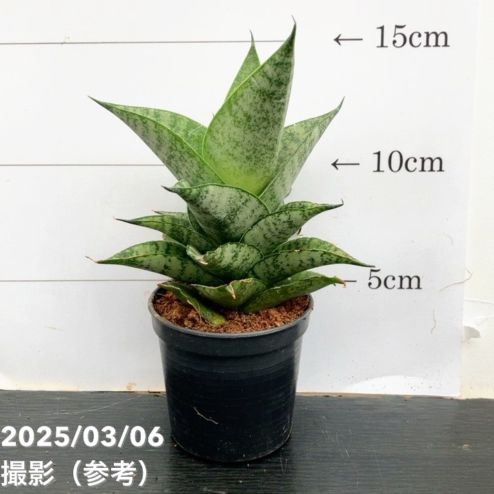 サンスベリア 3号角鉢 ピアノ Piano 6-7cmポット投げ込み仕様｜観葉02