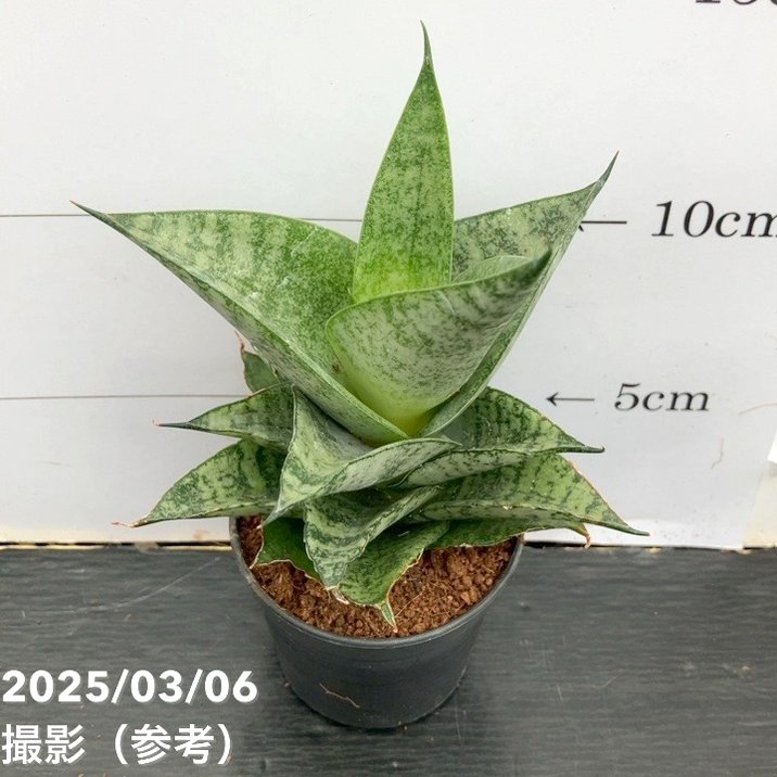 期間限定10％OFF！】サンスベリア 3号角鉢 ピアノ Piano 6-7cmポット