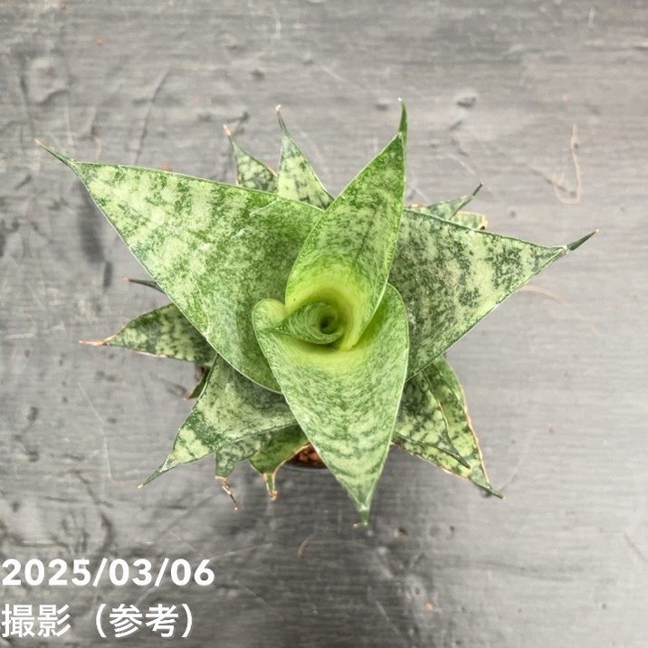 期間限定10％OFF！】サンスベリア 3号角鉢 ピアノ Piano 6-7cmポット