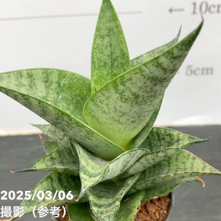 EMP サンセベリア Sir Ray ong / 最後がイメージ SA349 サンスベリア 3号角鉢 ピアノ Piano 6-7cmポット投げ込み仕様｜観葉02