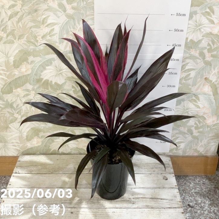 引取★コルジリネ　アイチアカ　曲がり　8号　観葉植物　赤ドラ アイチアカ 8号サイズ | HITOTOKI by MAKIMO PLANT