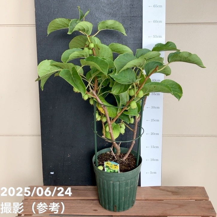 大実サルナシ 6号｜果樹04-PA | 果樹 | 赤塚植物園オンライン 花の音