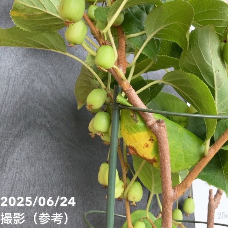 決算P5倍！8/2まで】大実サルナシ 6号｜果樹04-PA | 果樹 | 赤塚植物園