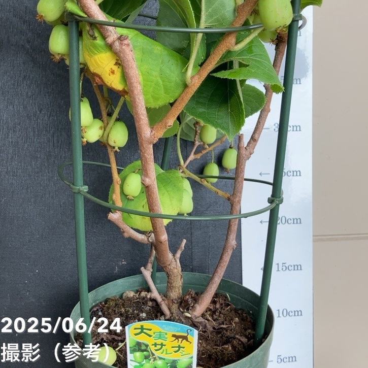 大実サルナシ 6号｜果樹04-PA | 果樹 | 赤塚植物園オンライン 花の音