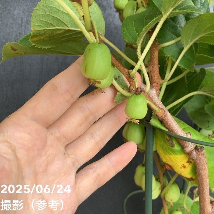 700〓超希少Salacia laevigata 熱帯果樹 実生 700〓超希少Salacia laevigata 熱帯果樹 実生