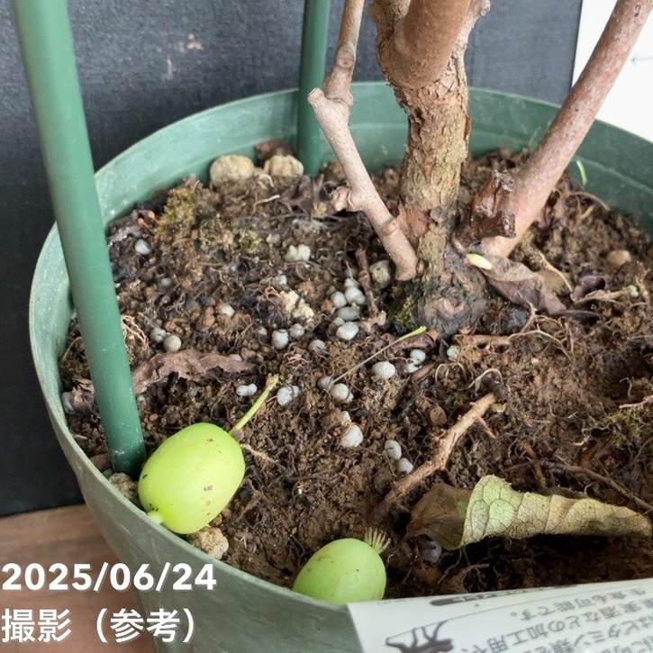決算P5倍！8/2まで】大実サルナシ 6号｜果樹04-PA | 果樹 | 赤塚植物園