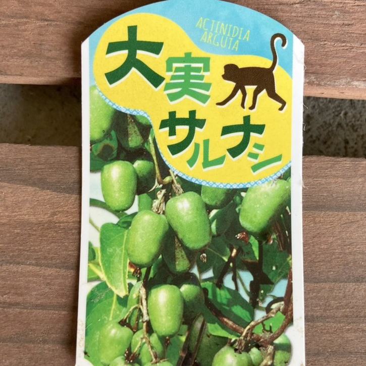 700〓超希少Salacia laevigata 熱帯果樹 実生 700〓超希少Salacia laevigata 熱帯果樹 実生