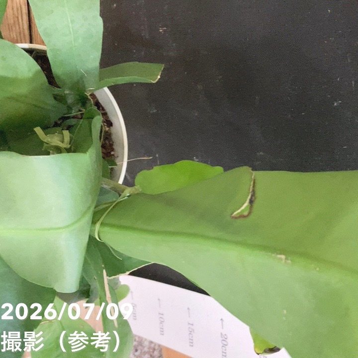 クジャクサボテン 月下美人 6号｜鉢花04-PA | 観葉・多肉 | 赤塚植物園