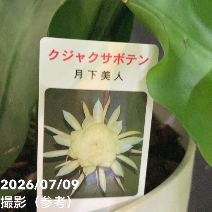 クジャクサボテン 月下美人 6号｜鉢花04-PA | 観葉・多肉 | 赤塚植物園