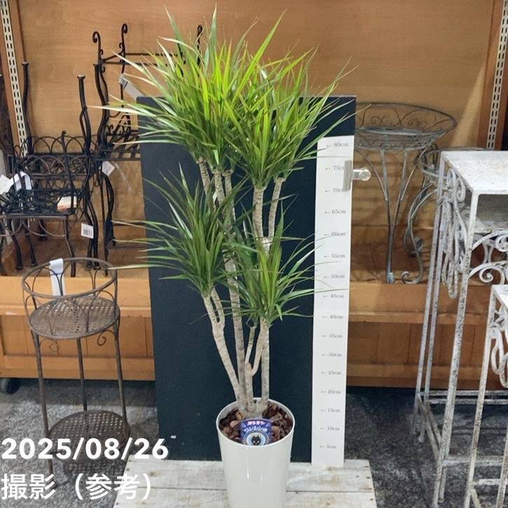 ⭐ドラセナ ・コンシンネ⭐3点セット ドラセナ・コンシンネ 3号 3種3ポットセットの通販 | GreenSnap STORE