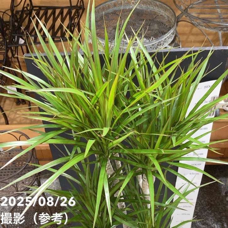 ドラセナ コンシンネ 6号｜観葉04-PA | 観葉・多肉 | 赤塚植物園