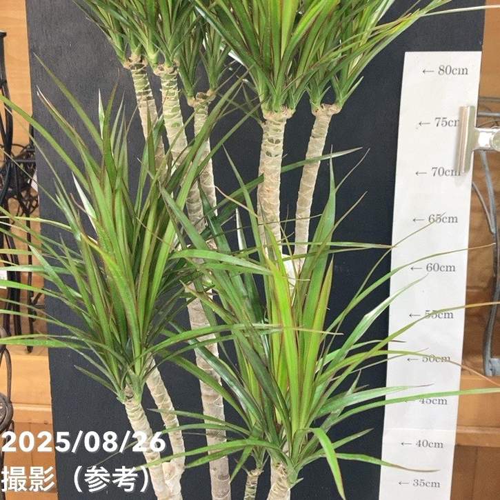 ドラセナ　コンシンネ ドラセナ・コンシンネの育て方 | 観葉植物・お花の通販 AND