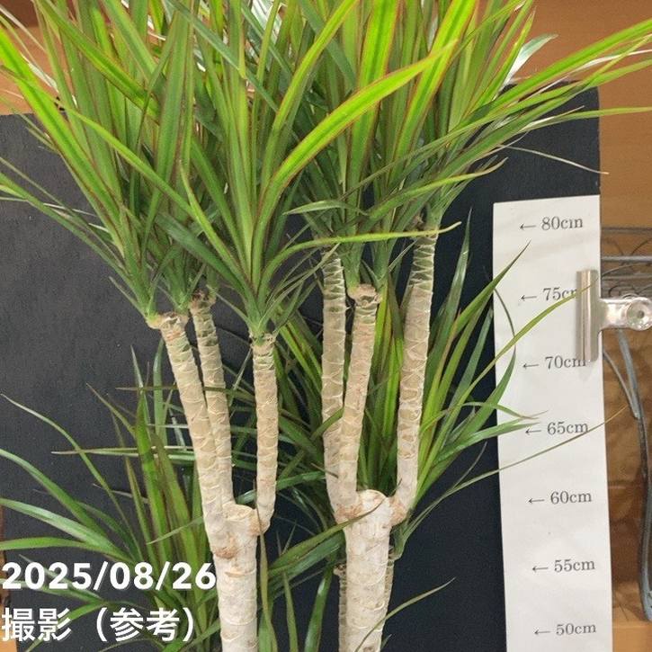 ドラセナ コンシンネ 6号｜観葉04-PA | 観葉・多肉 | 赤塚植物園