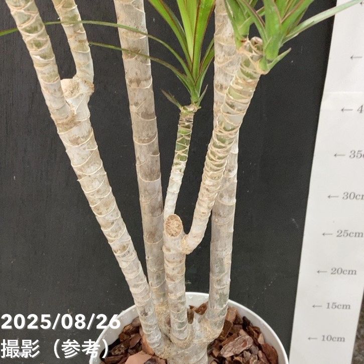 ドラセナ コンシンネ 6号|観葉04-PA | 観葉・多肉 | 赤塚植物園 ドラセナ コンシンネ 6号|観葉04-PA | 観葉・多肉 | 赤塚植物園