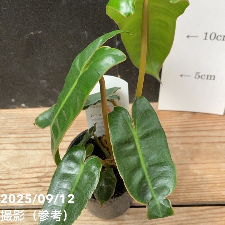 フィロデンドロン ビレッティア＋アロカシア スーヒルマニアナ＋ロンギロバ フィロデンドロン ビレッティア＋アロカシア スーヒルマニアナ＋