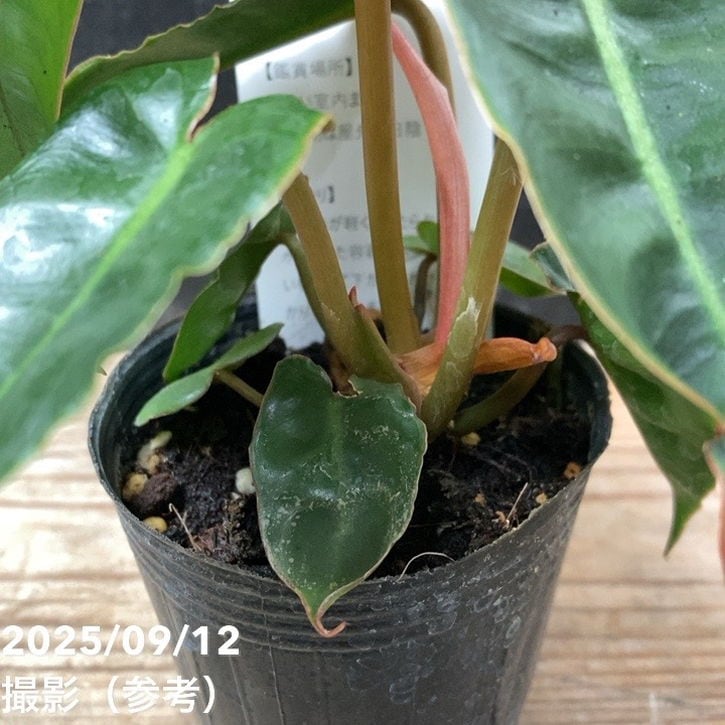 フィロデンドロン ビレッティア 2.5号｜観葉04-PA | 観葉・多肉