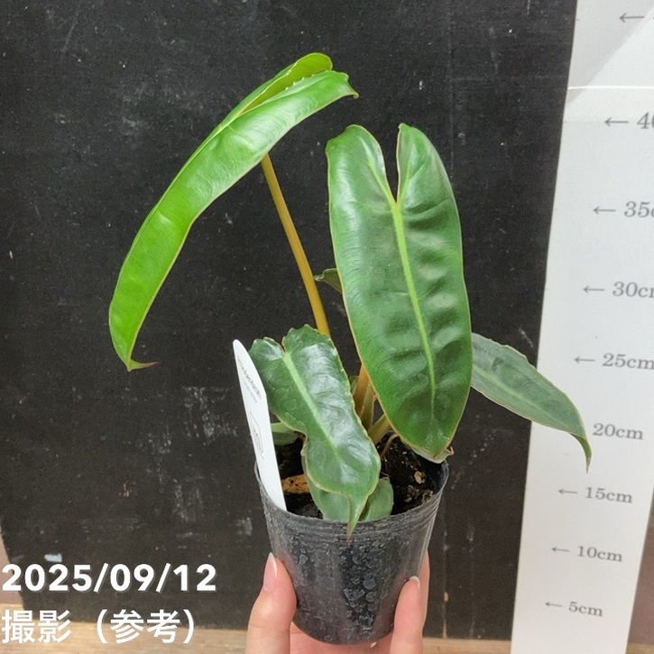 フィロデンドロン ビレッティア 2.5号｜観葉04-PA | 観葉・多肉