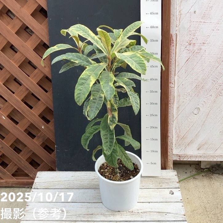 斑入りビワ 6号｜花木04-PA | 花木・庭木 | 赤塚植物園オンライン 花の