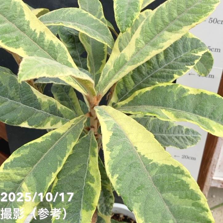 斑入りビワ 6号｜花木04-PA | 花木・庭木 | 赤塚植物園オンライン 花の