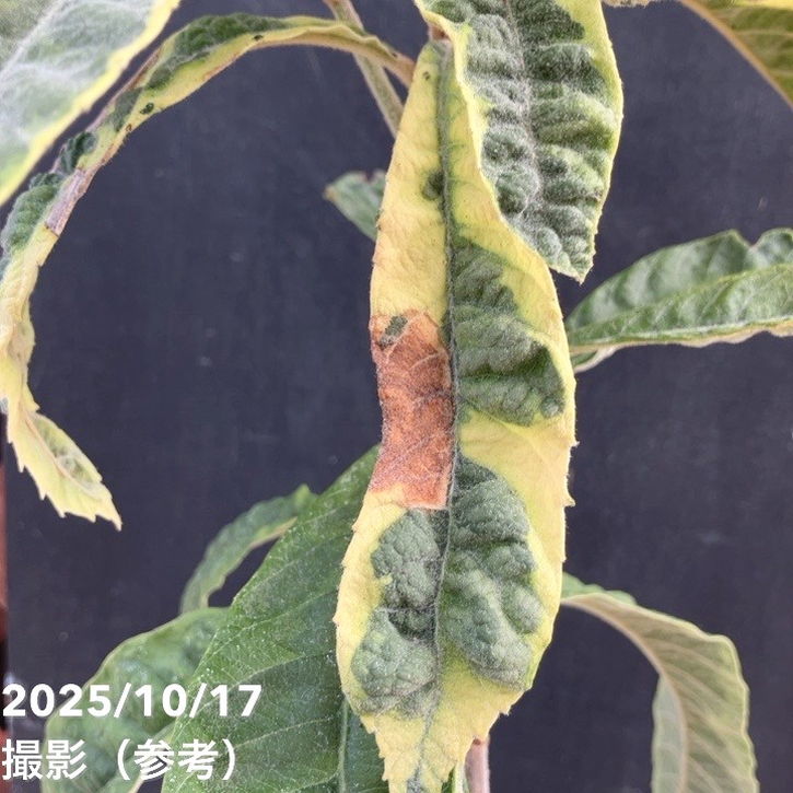 斑入りビワ 6号｜花木04-PA | 花木・庭木 | 赤塚植物園オンライン 花の