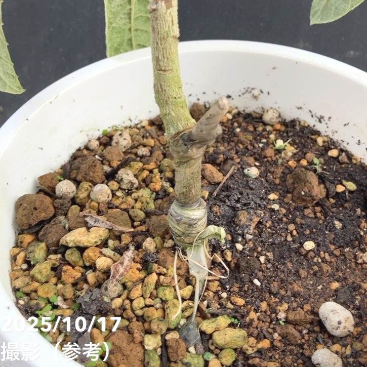 斑入りビワ 6号｜花木04-PA | 花木・庭木 | 赤塚植物園オンライン 花の