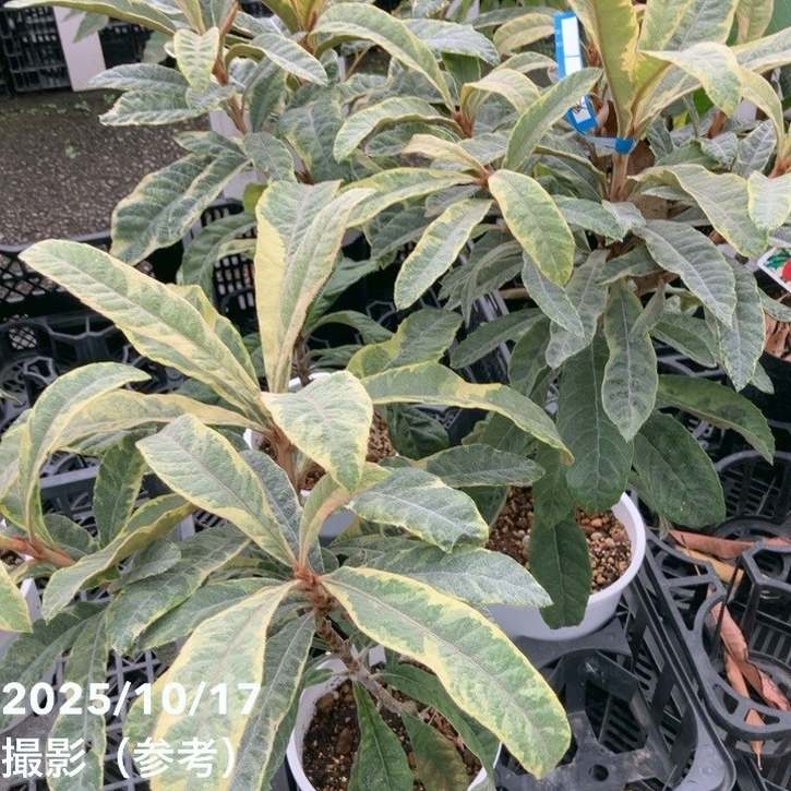 斑入りビワ 6号｜花木04-PA | 花木・庭木 | 赤塚植物園オンライン 花の