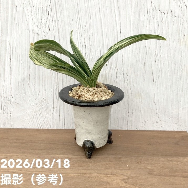 現品お届け】豊明園 万年青 オモト 千代田の松 陶器鉢（O33）｜観葉10