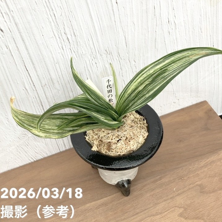 現品お届け】豊明園 万年青 オモト 千代田の松 陶器鉢（O33）｜観葉10