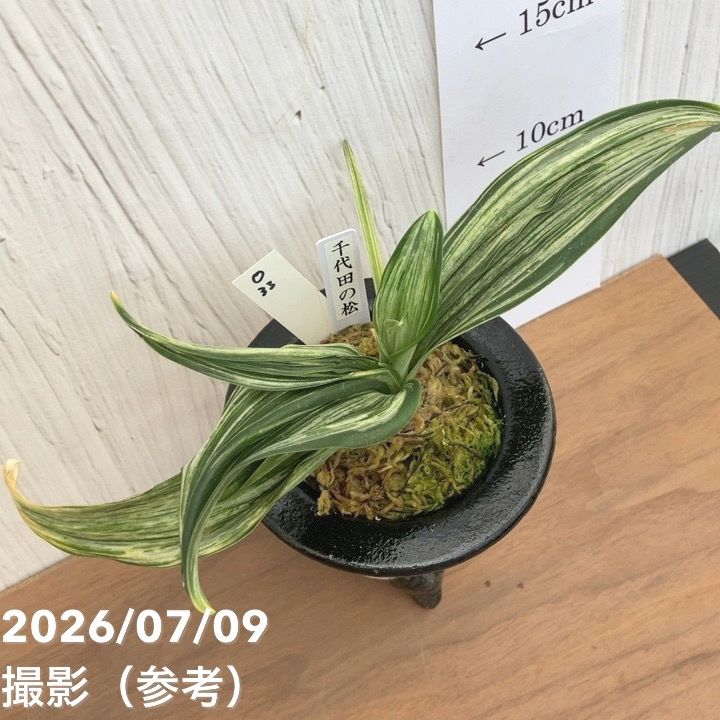 決算P5倍！10%OFF！8/2まで】【現品お届け】豊明園 万年青 オモト