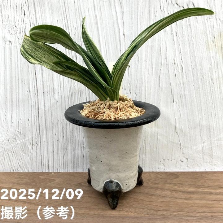 現品お届け】豊明園 万年青 オモト 千代田の松 陶器鉢（O33）｜観葉10