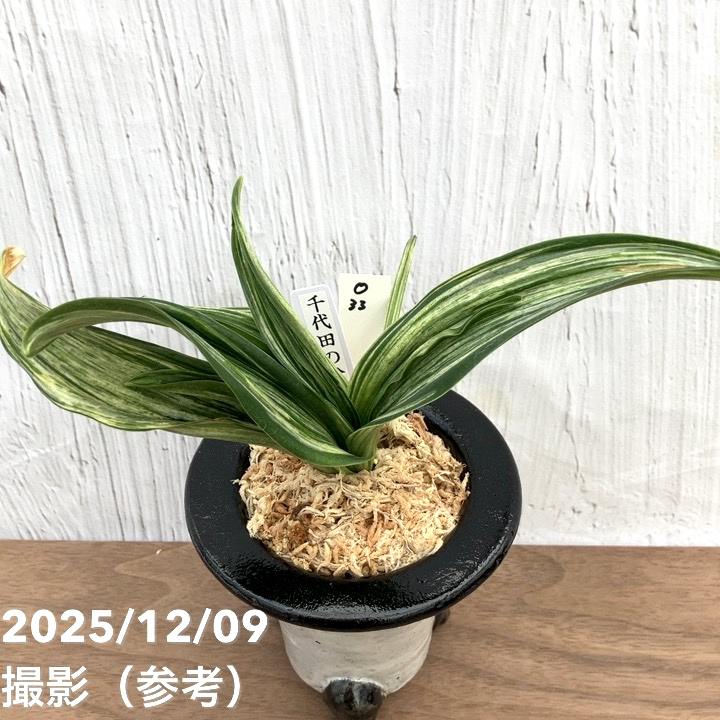 現品お届け】豊明園 万年青 オモト 千代田の松 陶器鉢（O33）｜観葉10