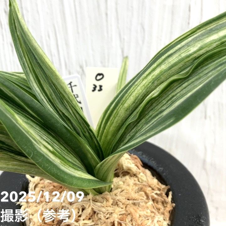 現品お届け】豊明園 万年青 オモト 千代田の松 陶器鉢（O33）｜観葉10