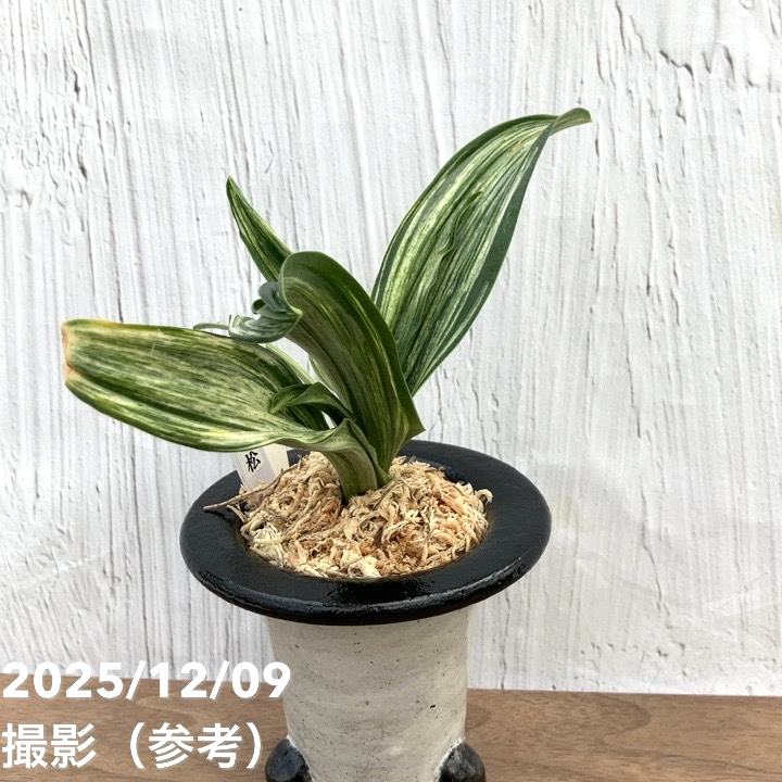 現品お届け】豊明園 万年青 オモト 千代田の松 陶器鉢（O33）｜観葉10