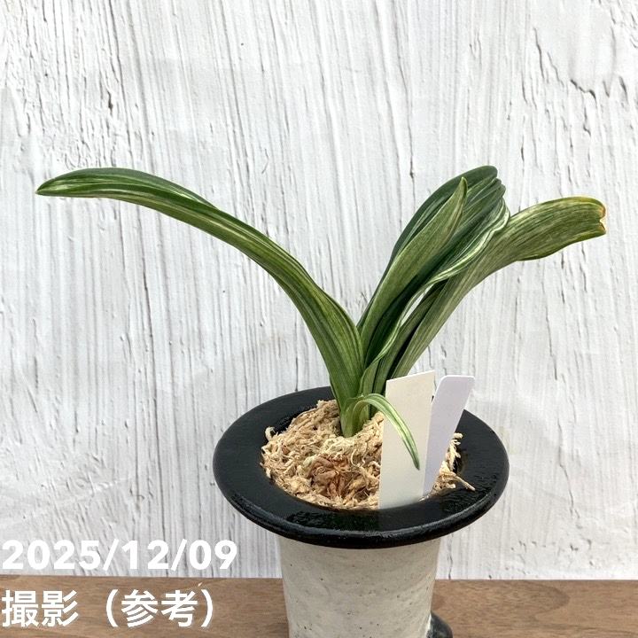 現品お届け】豊明園 万年青 オモト 千代田の松 陶器鉢（O33）｜観葉10