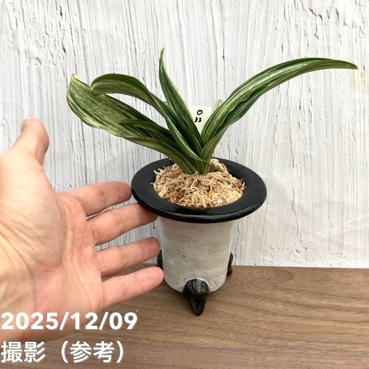 現品お届け】豊明園 万年青 オモト 千代田の松 陶器鉢（O33）｜観葉10