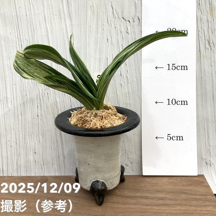 現品お届け】豊明園 万年青 オモト 千代田の松 陶器鉢（O33）｜観葉10