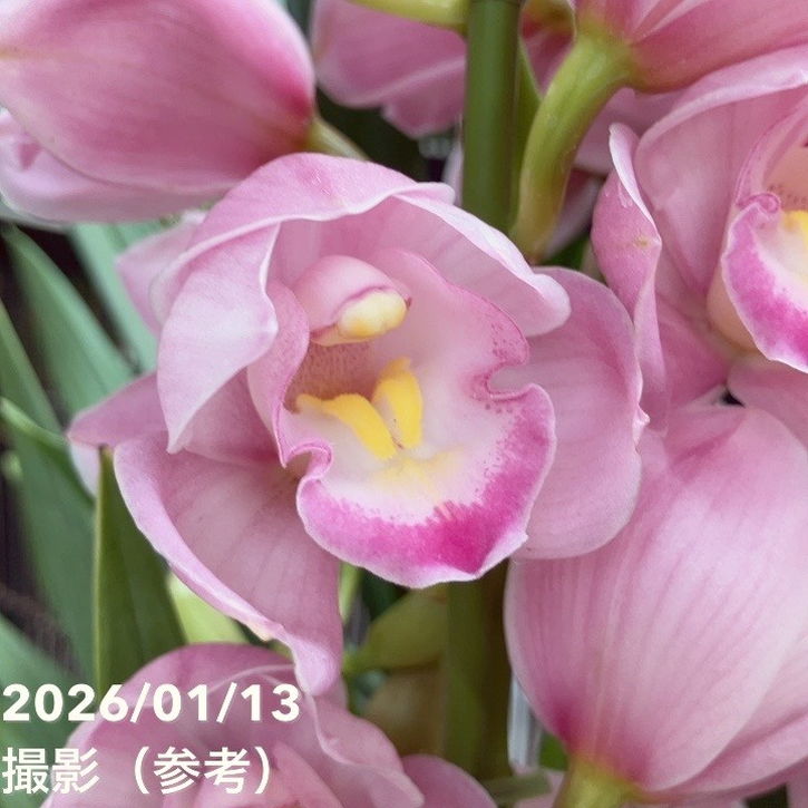 シンビジューム 6号プラ鉢 4本立 福娘 フクムスメ|s200|洋蘭04-PA