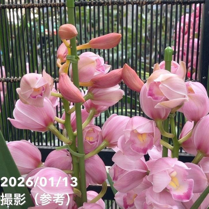 シンビジューム 6号プラ鉢 4本立 福娘 フクムスメ|s200|洋蘭04-PA