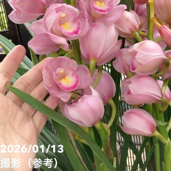 シンビジューム 6号プラ鉢 4本立 福娘 フクムスメ|s200|洋蘭04-PA