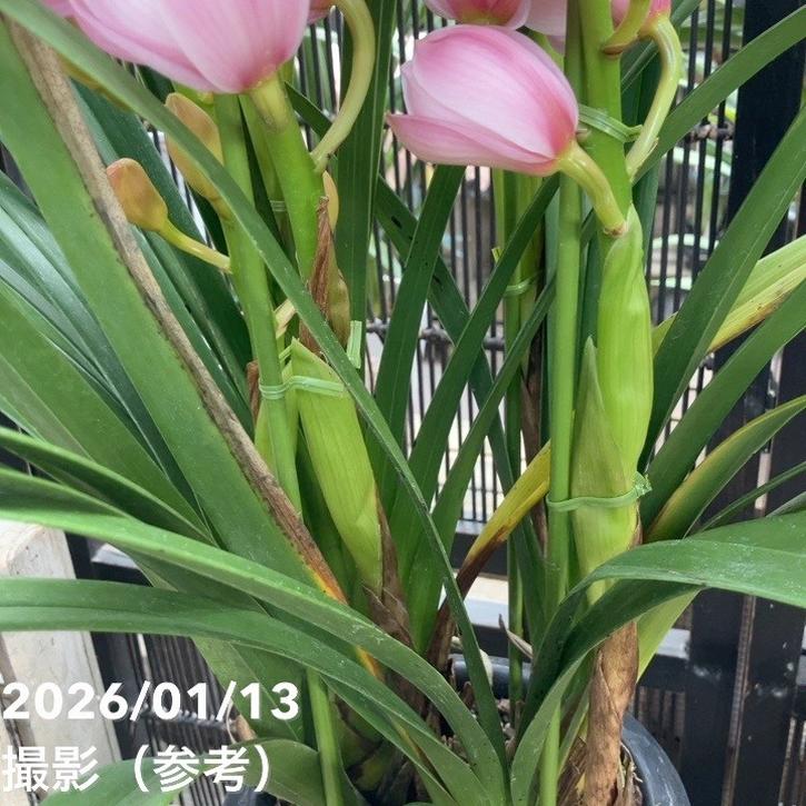 シンビジューム 6号プラ鉢 4本立 福娘 フクムスメ|s200|洋蘭04-PA