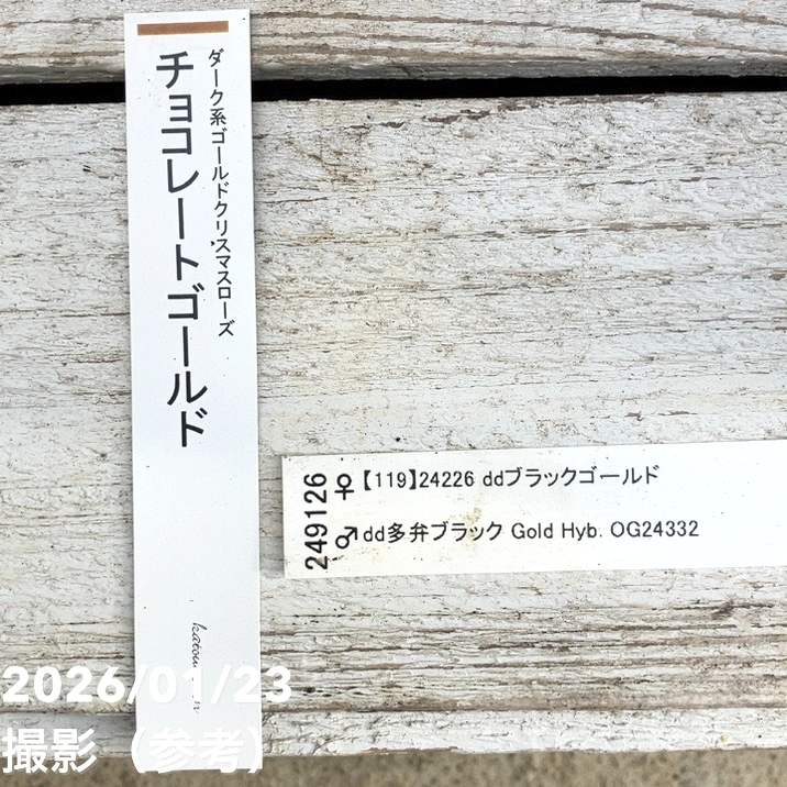 決算P5倍！8/2まで】【一点物】加藤農園 クリスマスローズ
