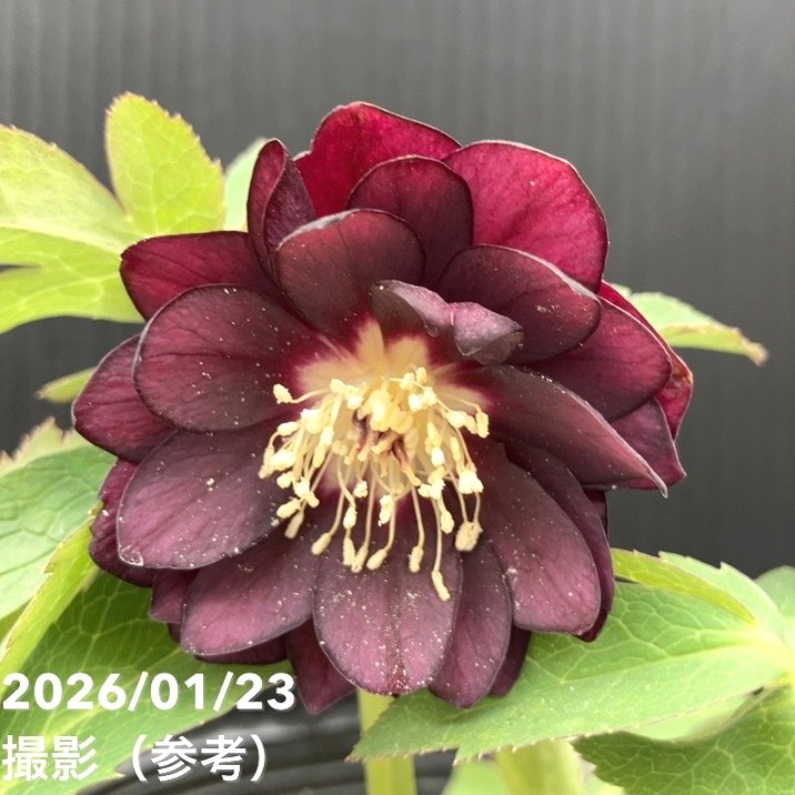 一点物】加藤農園 クリスマスローズ チョコレートゴールド 4.5号（KT36