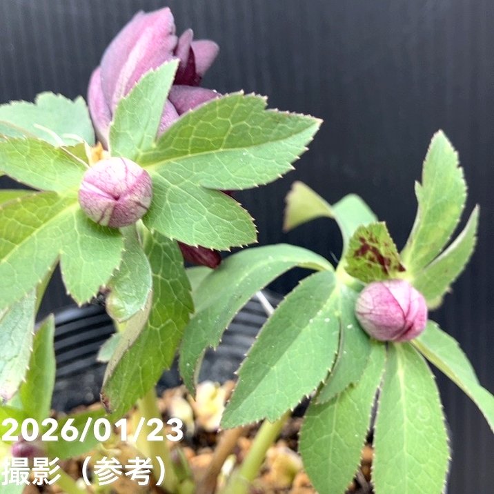 一点物】加藤農園 クリスマスローズ チョコレートゴールド 4.5号（KT36