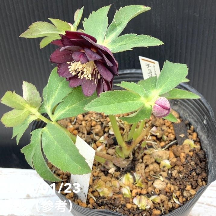 一点物】加藤農園 クリスマスローズ チョコレートゴールド 4.5号（KT36