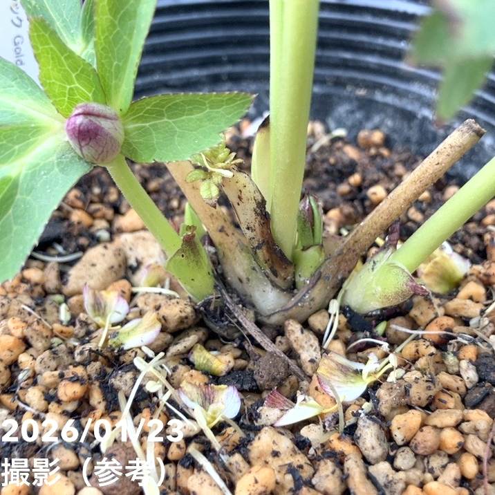 一点物】加藤農園 クリスマスローズ チョコレートゴールド 4.5号（KT36