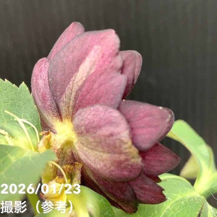 一点物】加藤農園 クリスマスローズ チョコレートゴールド 4.5号（KT36